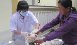 Tích cực phòng chống bệnh dại mùa cao điểm