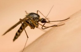 4 bệnh lây truyền do muỗi đốt